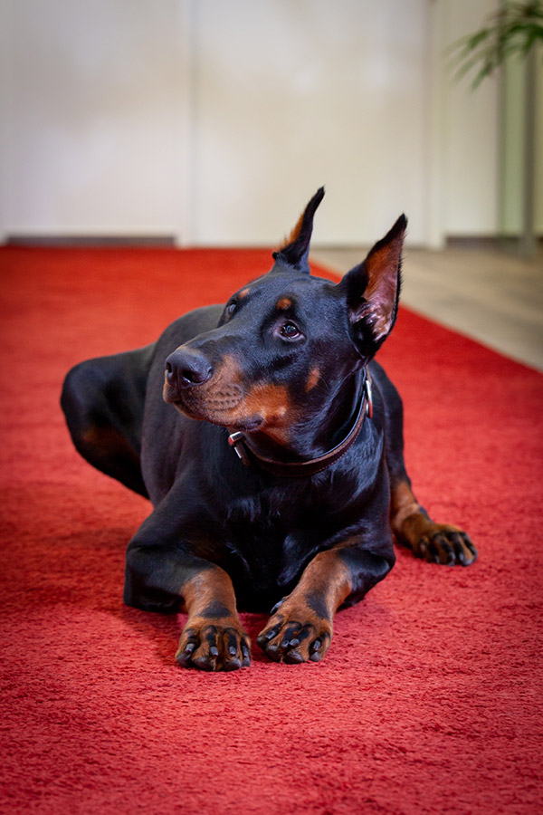 https://www.wisa-bau.de/wp-content/uploads/2020/01/Scooch-Security-Service.jpg